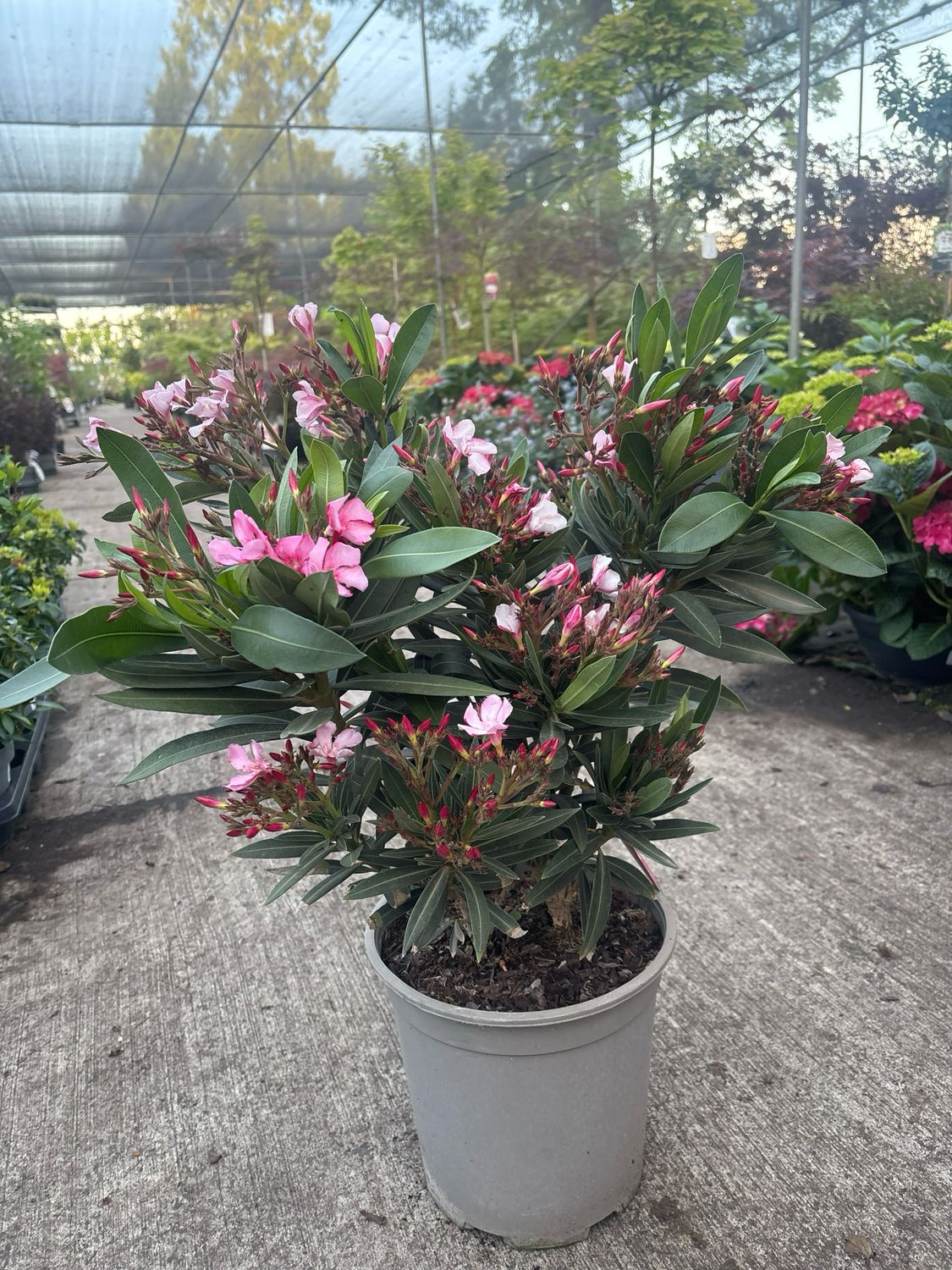 Nerium Oleander (Oleander) OP=OP Nerium Oleander (Oleander) OP=OP