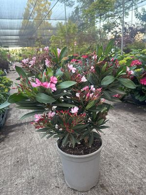 Nerium Oleander (Oleander) OP=OP Nerium Oleander (Oleander) OP=OP