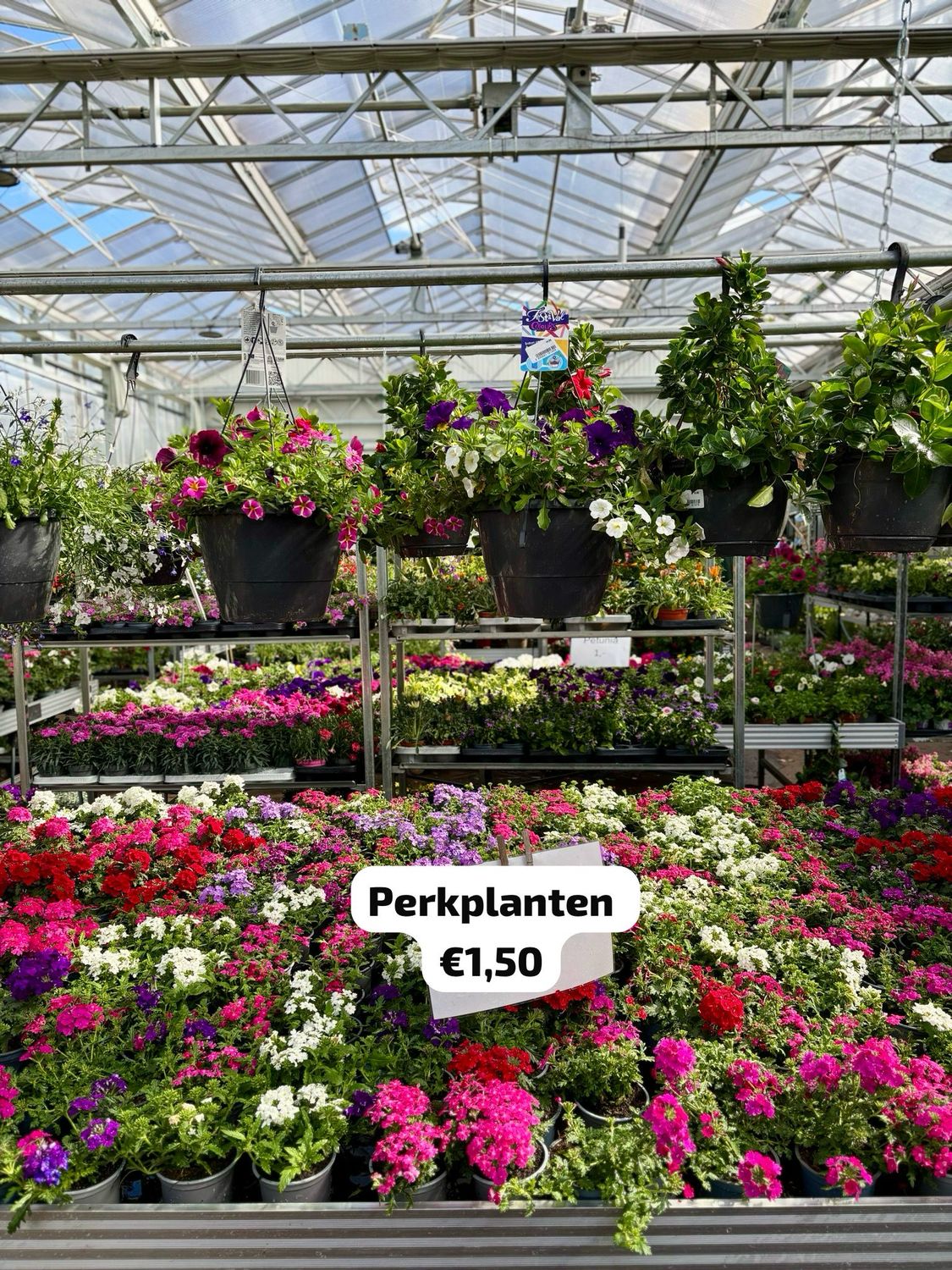 Verbena (perkplant) verschillende kleuren OP=OP