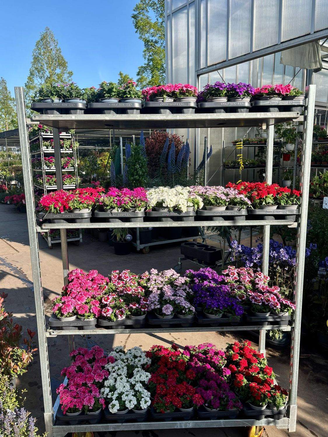 Verbena (perkplant) 4 voor €5 verschillende kleuren OP=OP