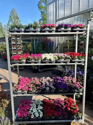 Verbena (perkplant) 4 voor €5 verschillende kleuren OP=OP