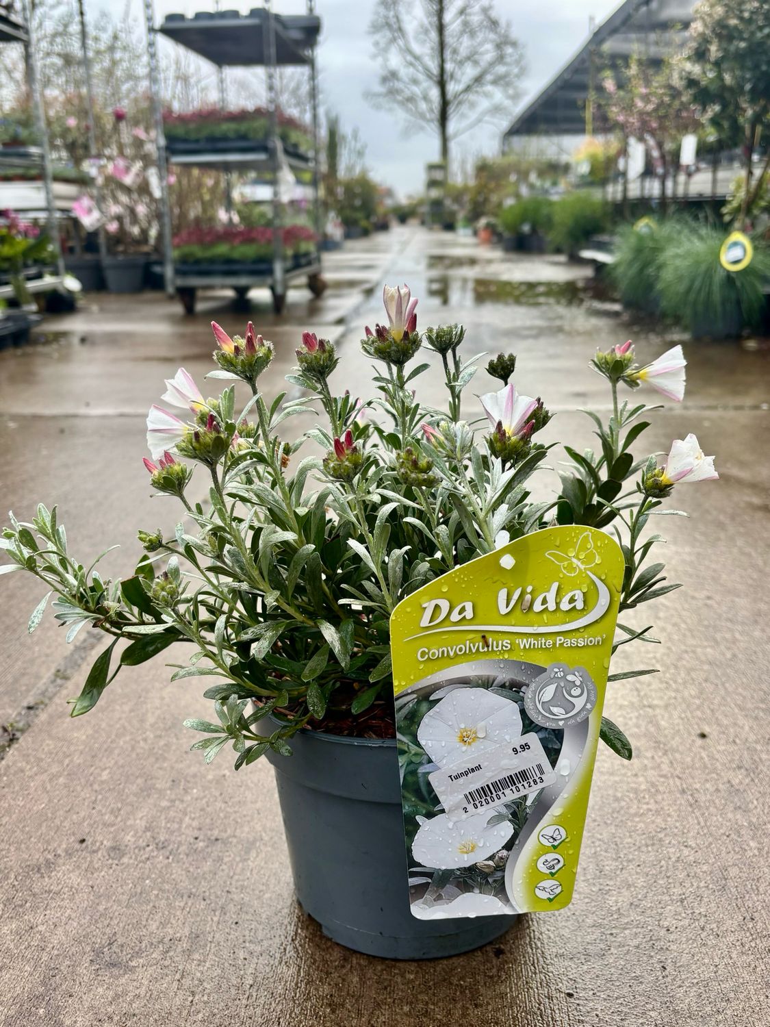 Convolvulus ‘White Passion’ (Zilverwinde) OP=OP