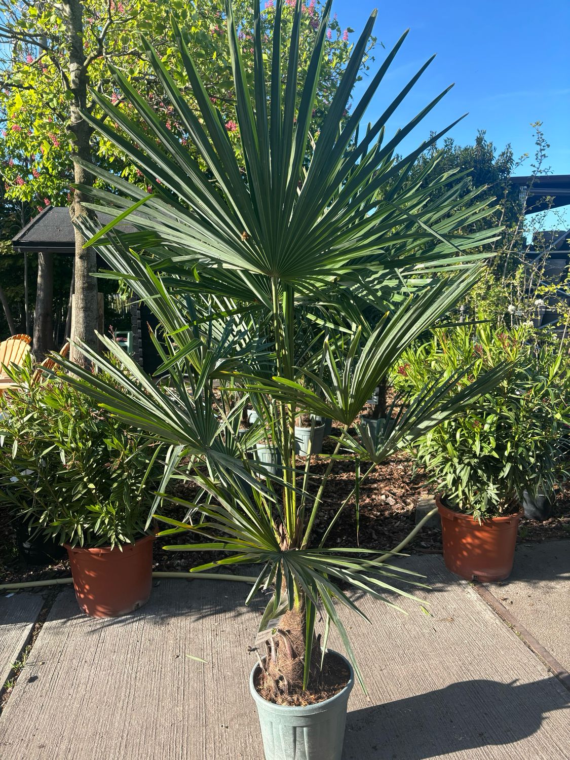 Trachycarpus fortunei (Palmboom)