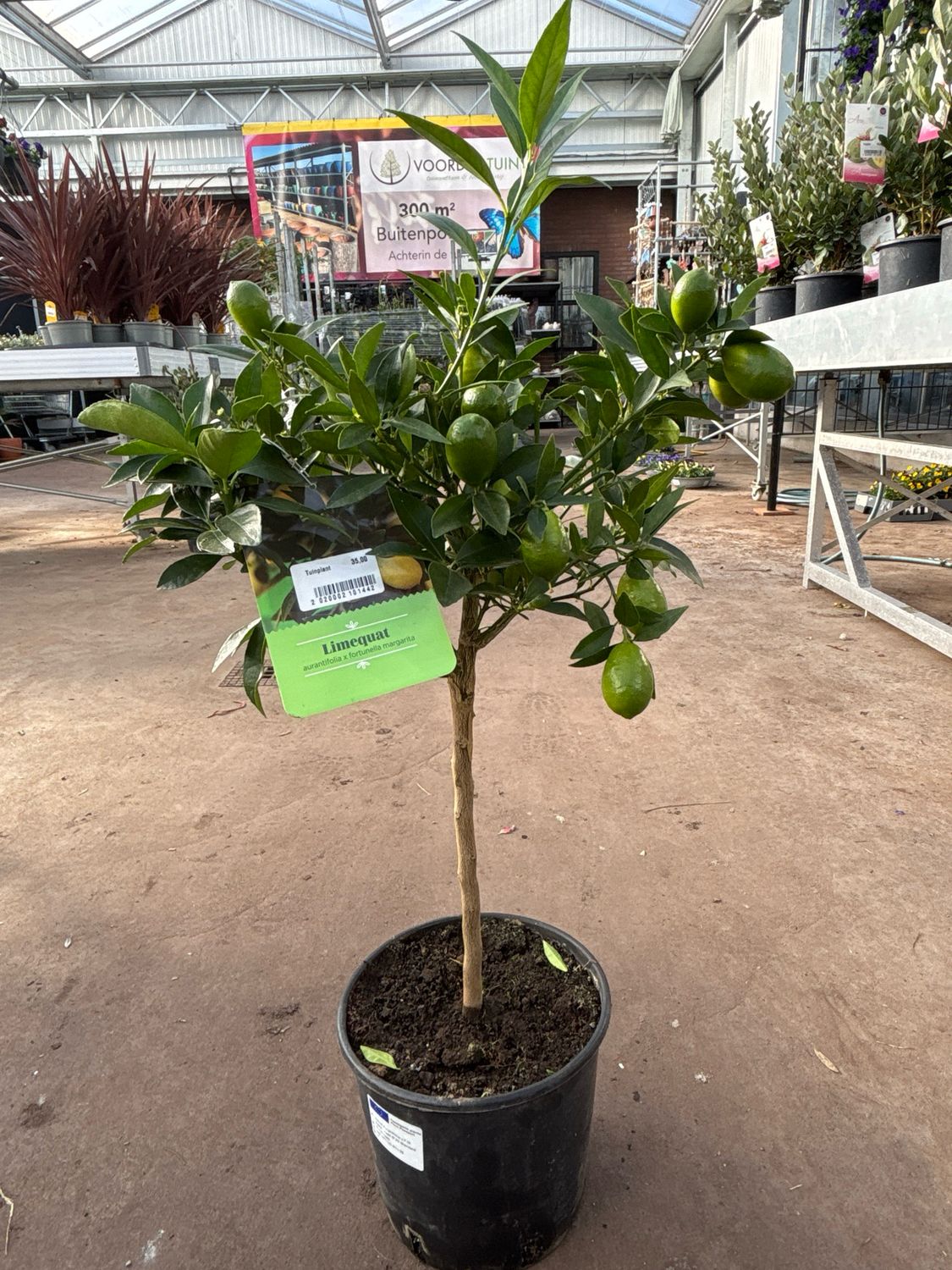(Limequat aurantifolia x fortunella margarita) Citroen boompje OP=OP