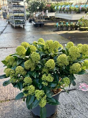 Skimmia 'White Globe'  (Skimmia) OP=OP