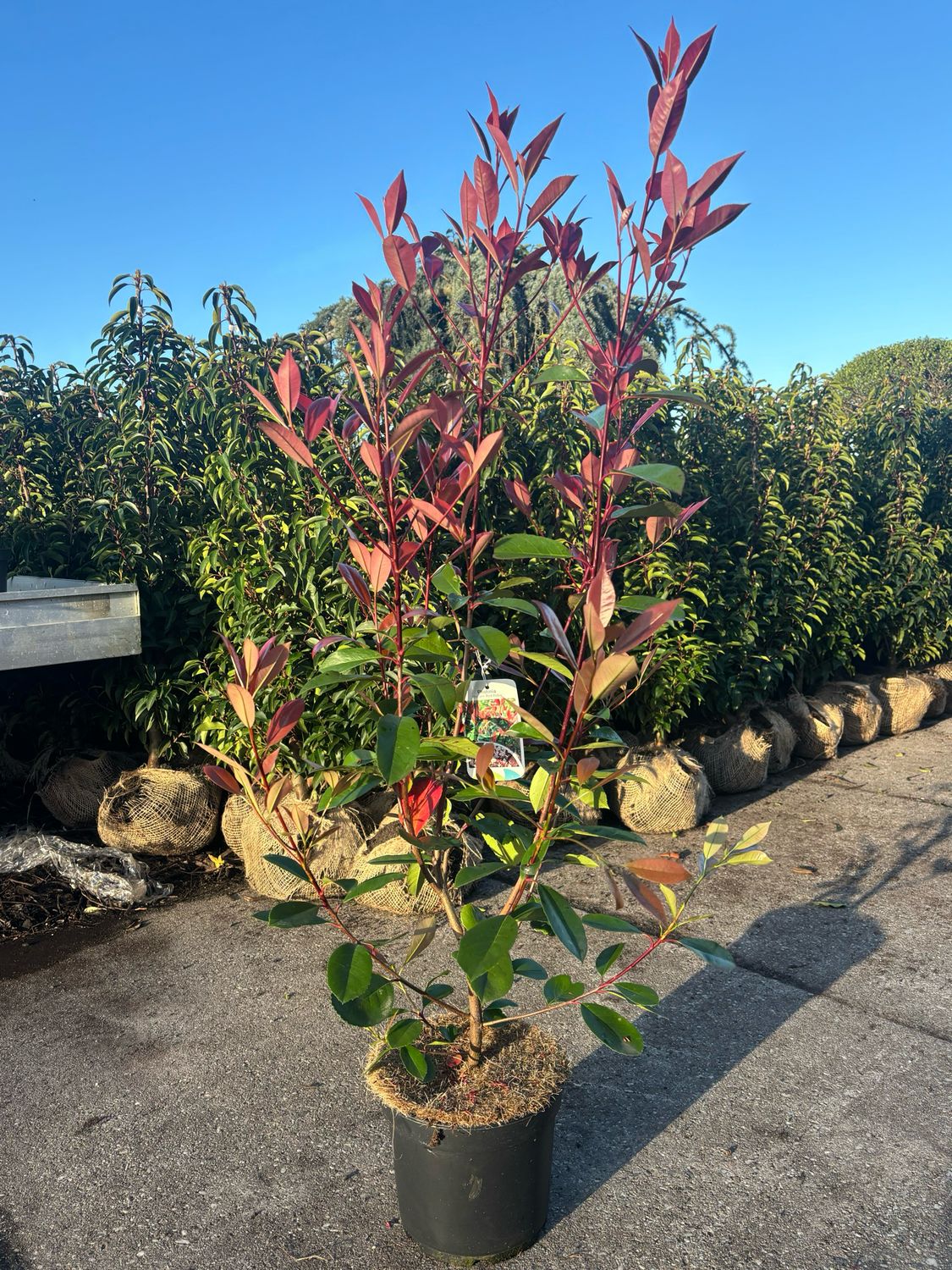 Photinia fraseri 'Red Robin' (Glansmispel) OP=OP