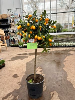 Kumquat (Chinese dwerg sinaasappel boompje) OP=OP