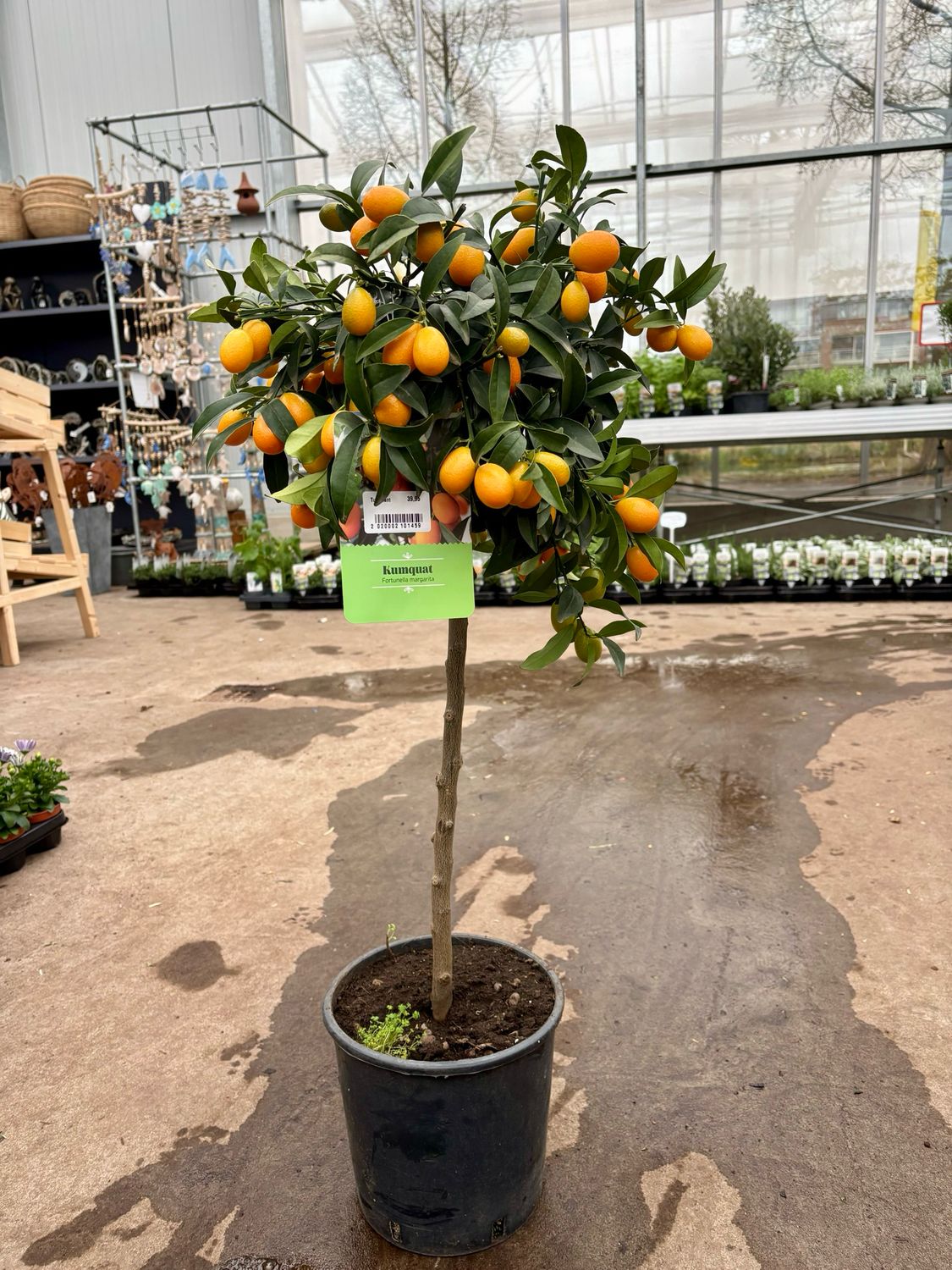 Kumquat (Chinese dwerg sinaasappel boompje) OP=OP