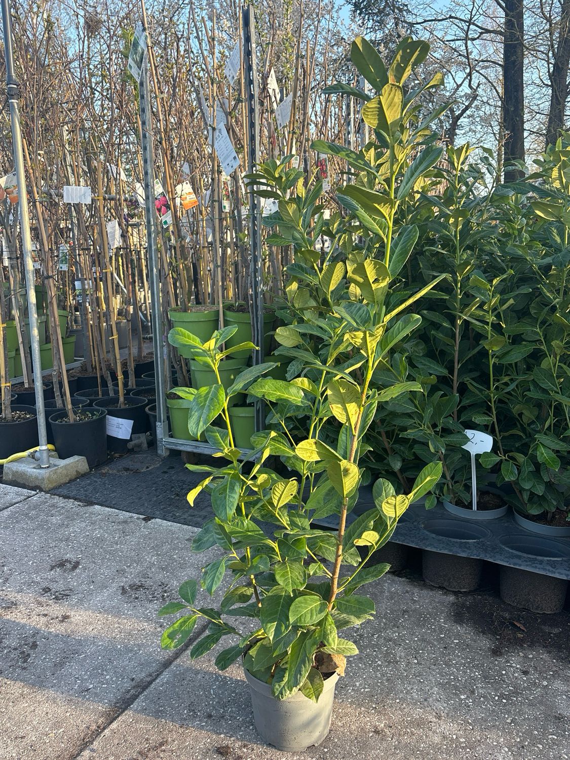 Prunus laurocerasus 'Rotundifolia' (Laurier Rotundifolia)