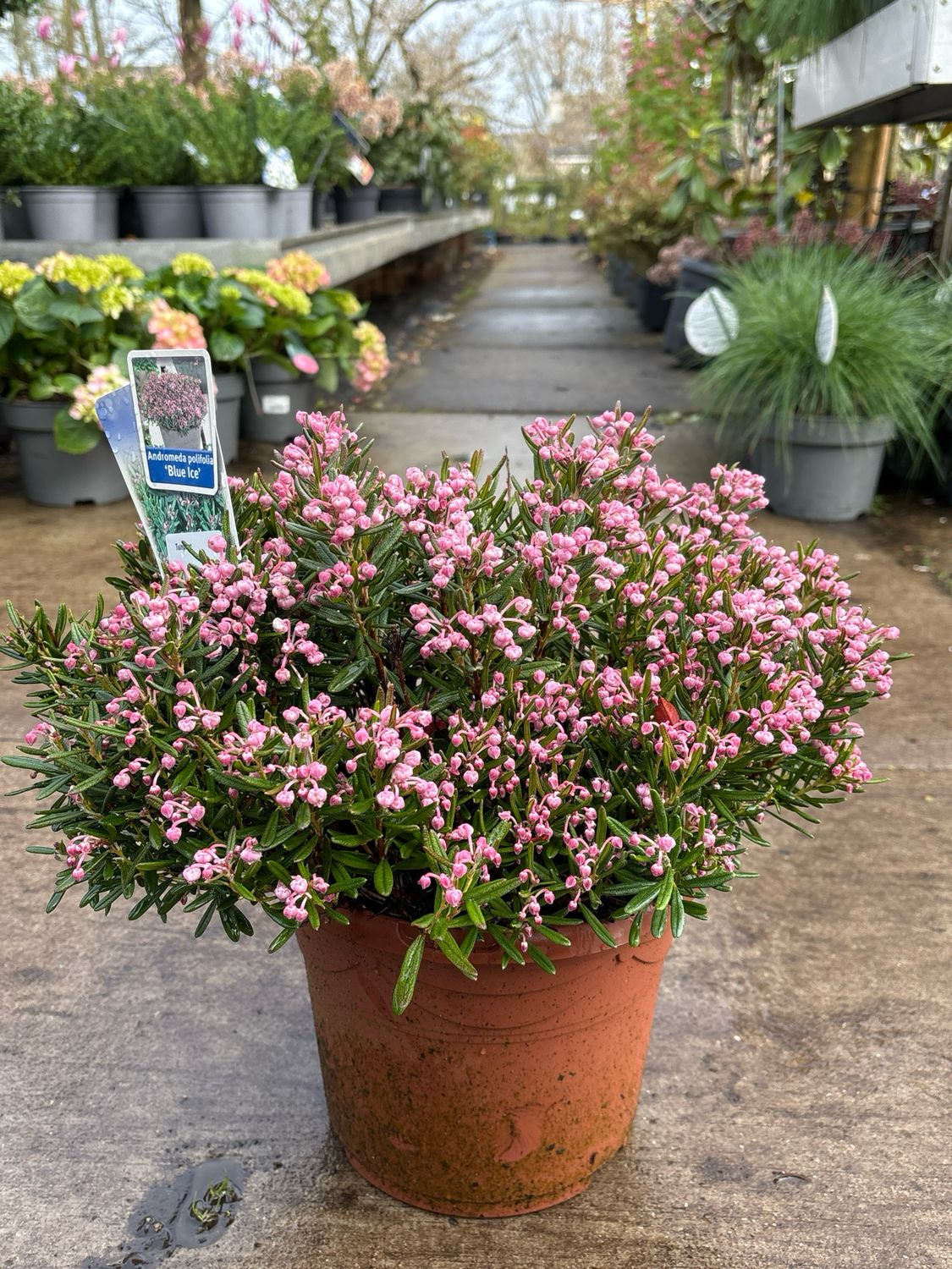 Andromeda polifolia 'Blue Ice' (Lavendelheide) OP=OP Andromeda polifolia 'Blue Ice' (Lavendelheide) OP=OP