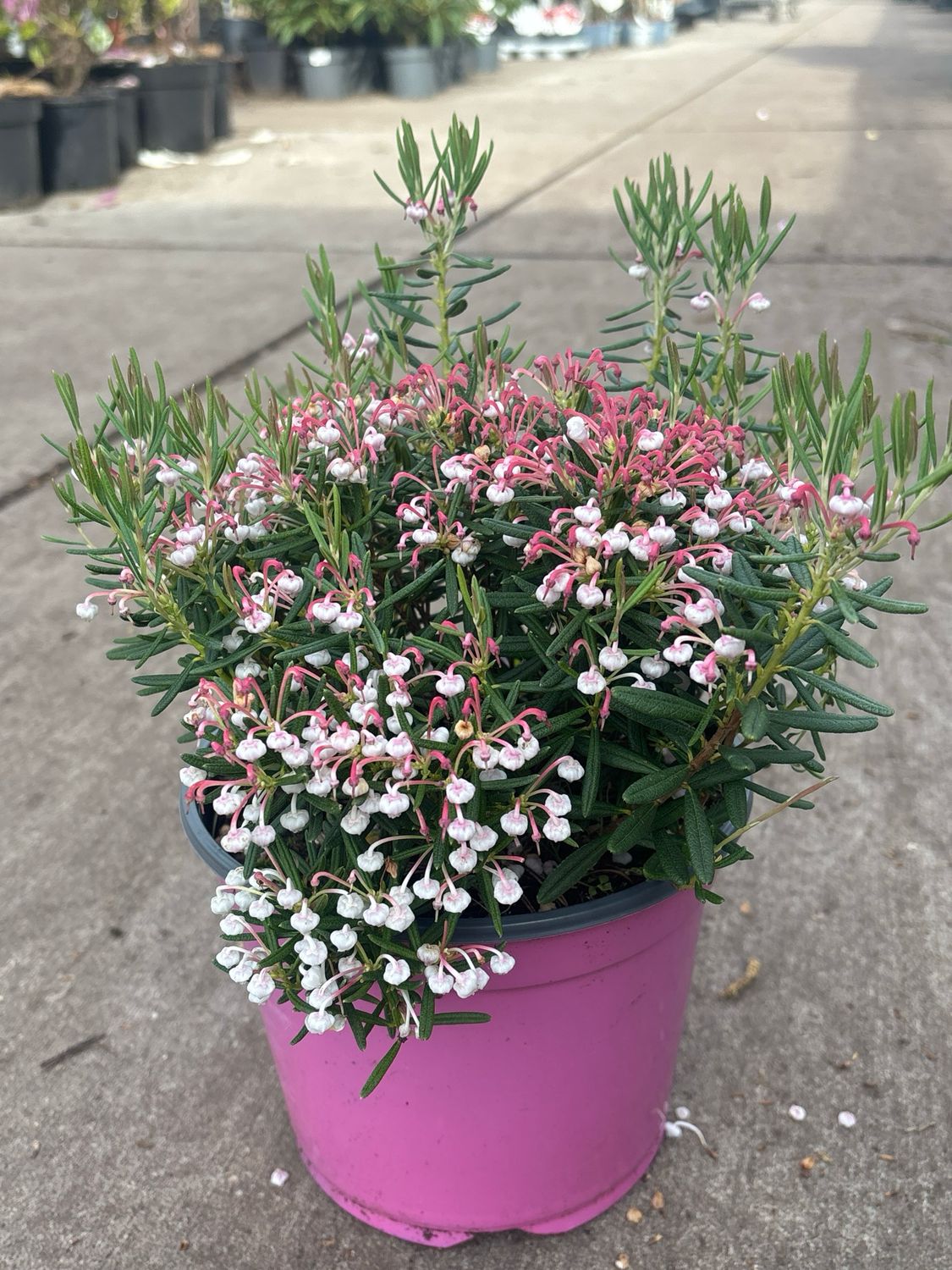 Andromeda polifolia 'Compacta' (Lavendelheide) OP=OP