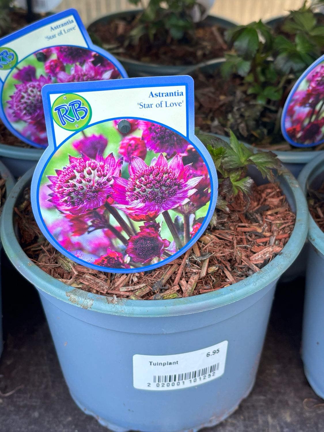 Astrantia ‘Star of love’ en Astrantia ‘Roma’ (Zeeuws Knoopje roze/paars) OP=OP