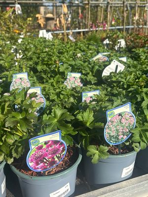 Astrantia ‘Star of love’ en Astrantia ‘Roma’ (Zeeuws Knoopje roze/paars) OP=OP