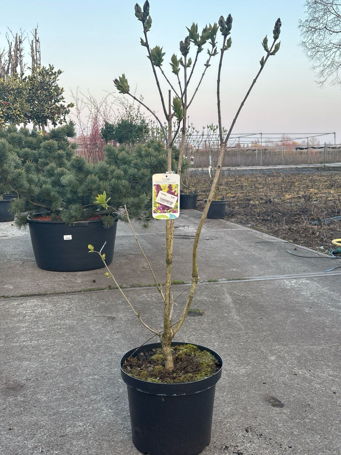 Syringa (Sering paars en wit ) verschillende soorten OP=OP