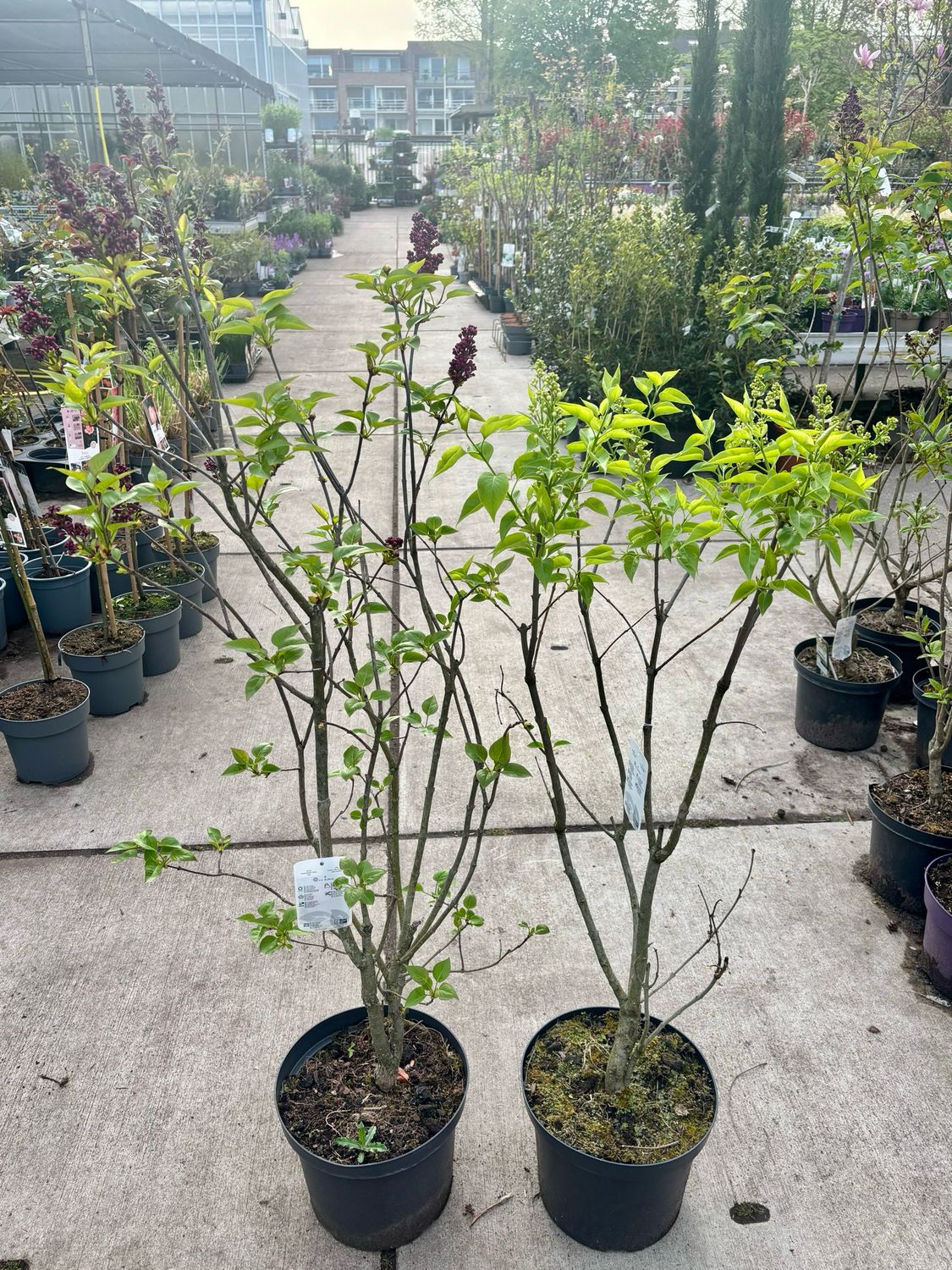 Syringa (Sering paars en wit ) verschillende soorten OP=OP