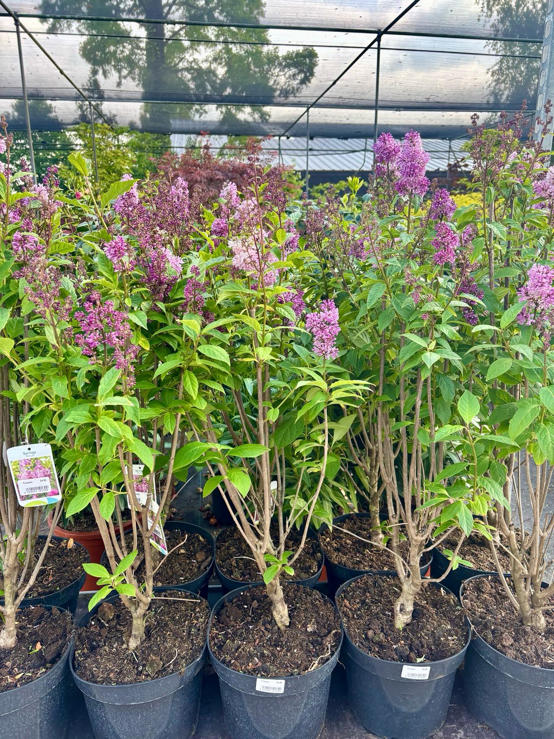 Syringa (Sering paars en wit ) verschillende soorten OP=OP Syringa (Sering paars en wit ) verschillende soorten OP=OP