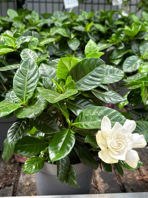 Gardenia Jasminoides (Kaapse Jasmijn) OP=OP Gardenia Jasminoides (Kaapse Jasmijn) OP=OP