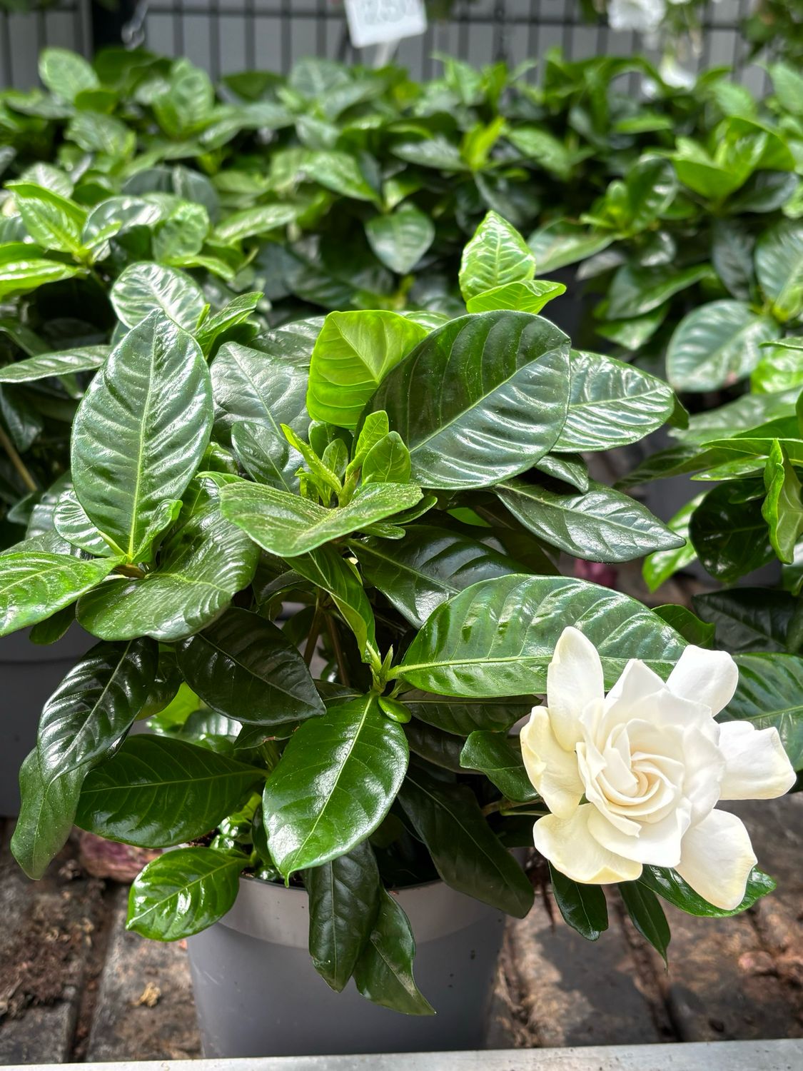 Gardenia Jasminoides (Kaapse Jasmijn) OP=OP