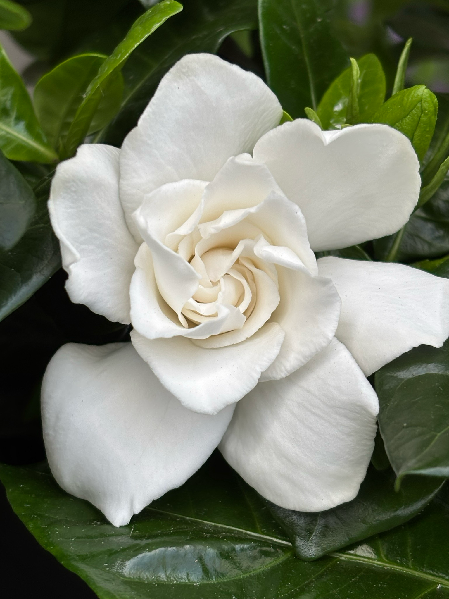 Gardenia Jasminoides (Kaapse Jasmijn) OP=OP
