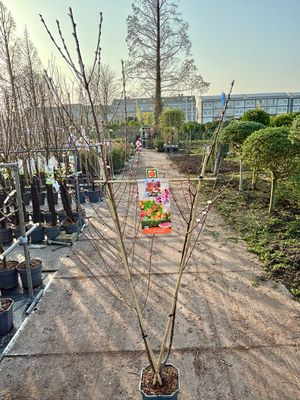 Fruitbomen leiboom Prunus persica/armeniaca (Duo perzik en abrikoos) OP=OP