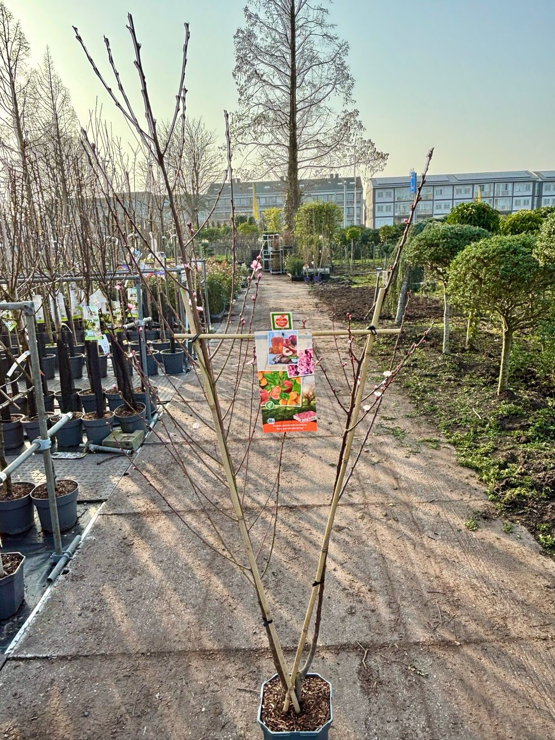 Fruitbomen leiboom Prunus persica/armeniaca (Duo perzik en abrikoos) OP=OP