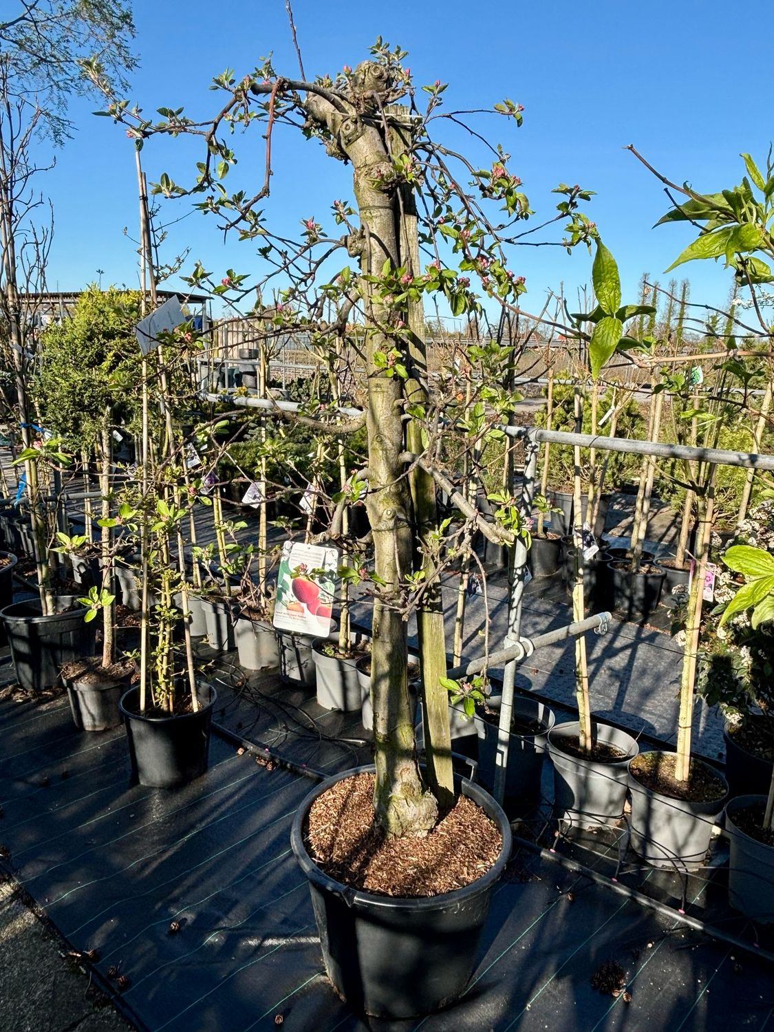 Malus domestica 'Elstar' (Oude appelboom)