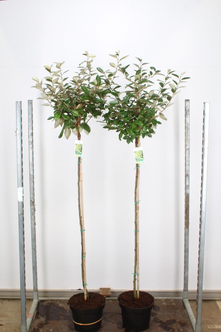 Elaeagnus ebbingei (Olijfwilg) op stam OP=OP Elaeagnus ebbingei (Olijfwilg) op stam OP=OP