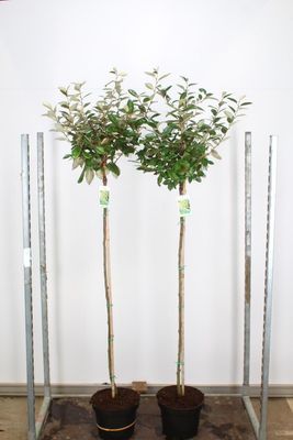 Elaeagnus ebbingei (Olijfwilg)  op stam OP=OP