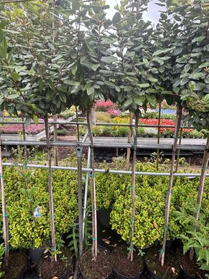 Elaeagnus ebbingei (Olijfwilg)  op stam OP=OP