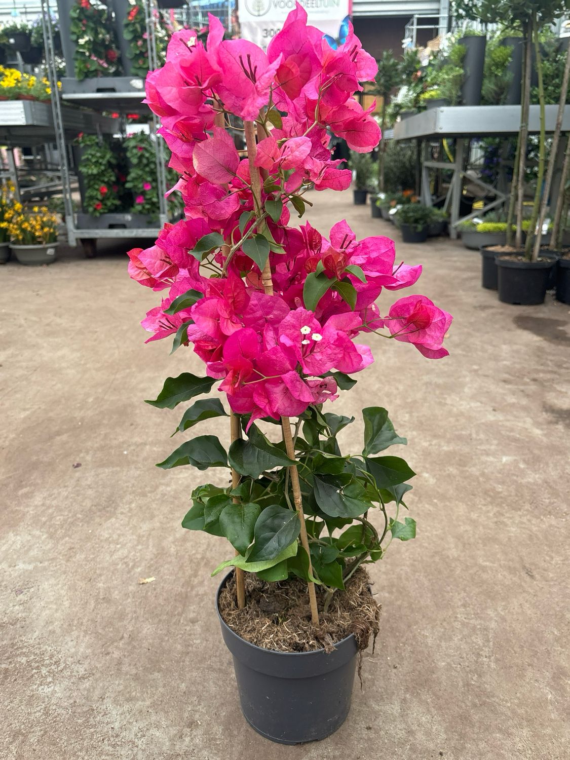Bougainvillea (Bougainville) OP=OP