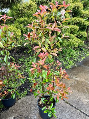 Photinia fraseri 'Red Robin' (Glansmispel) OP=OP Photinia fraseri 'Red Robin' (Glansmispel) OP=OP