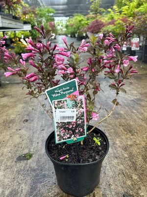 Weigela florida 'Nana Purpurea' (Weigelia) OP=OP