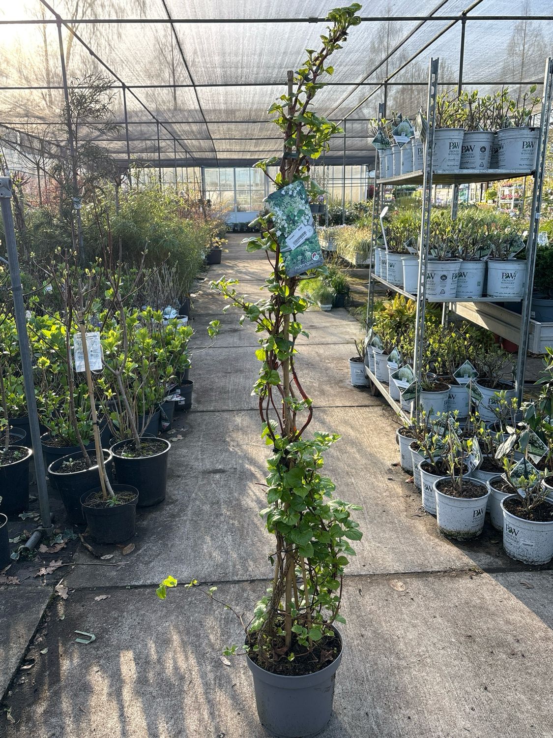 Hydrangea anomala petiolaris (Klimhortensia) OP=OP