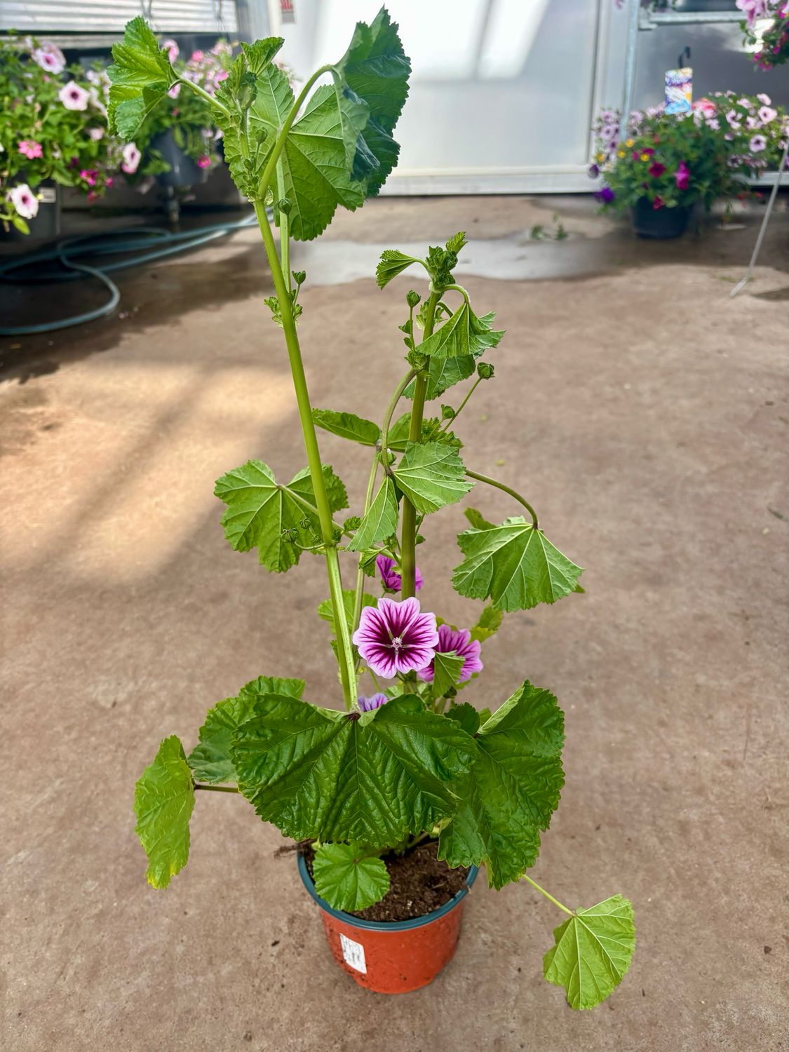 Malva Sylvestris (Groot kaasjeskruid) OP=OP Malva Sylvestris (Groot kaasjeskruid) OP=OP