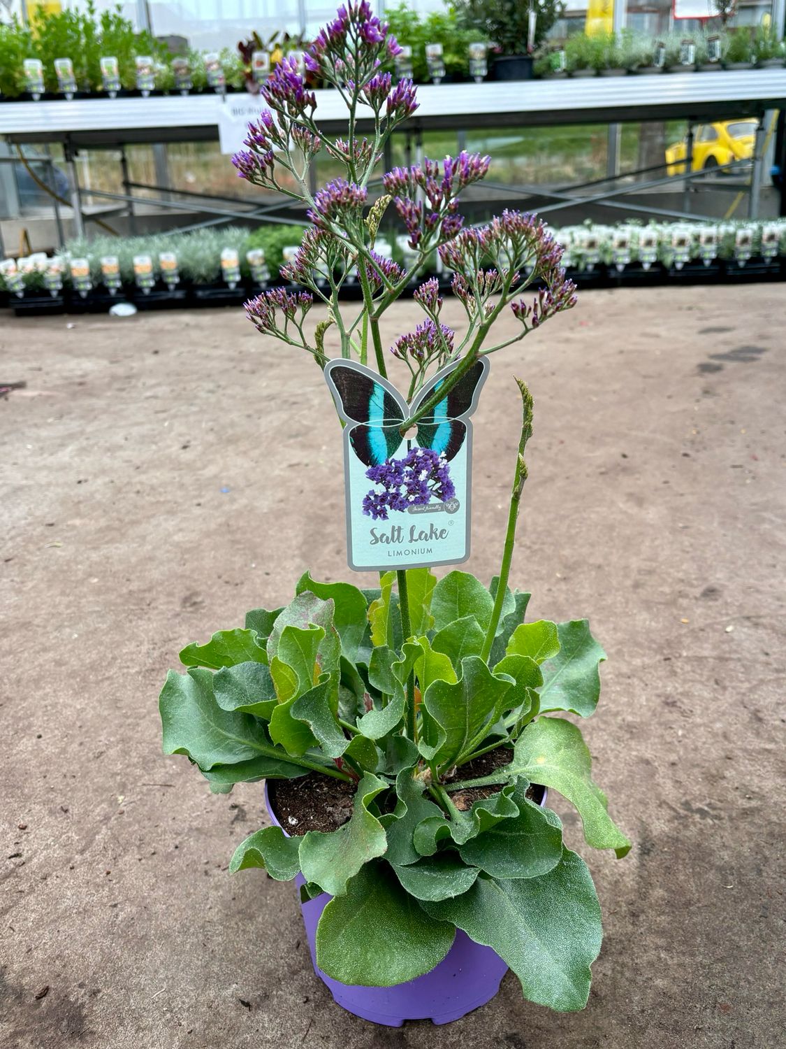 Limonium 'Salt Lake' (Lamsoor) OP=OP