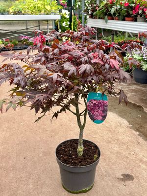 Acer palmatum atropurpureum (Japanse Esdoorn) OP=OP