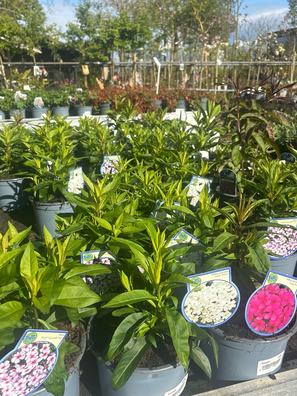 Phlox paniculata verschillende soorten (Vlambloem) OP=OP