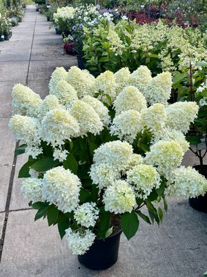 Hydrangea 'Skyfall' (Pluimhortensia) OP=OP
