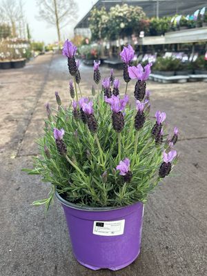 Vlinder lavendel (Lavandula stoechas) OP=OP