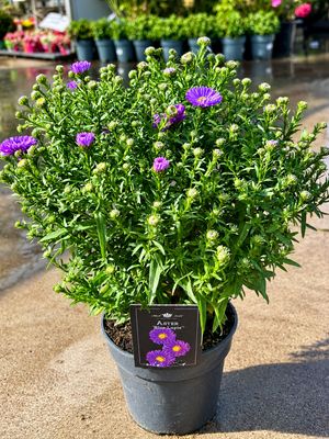 Asters (Aster) OP=OP Asters (Aster) OP=OP