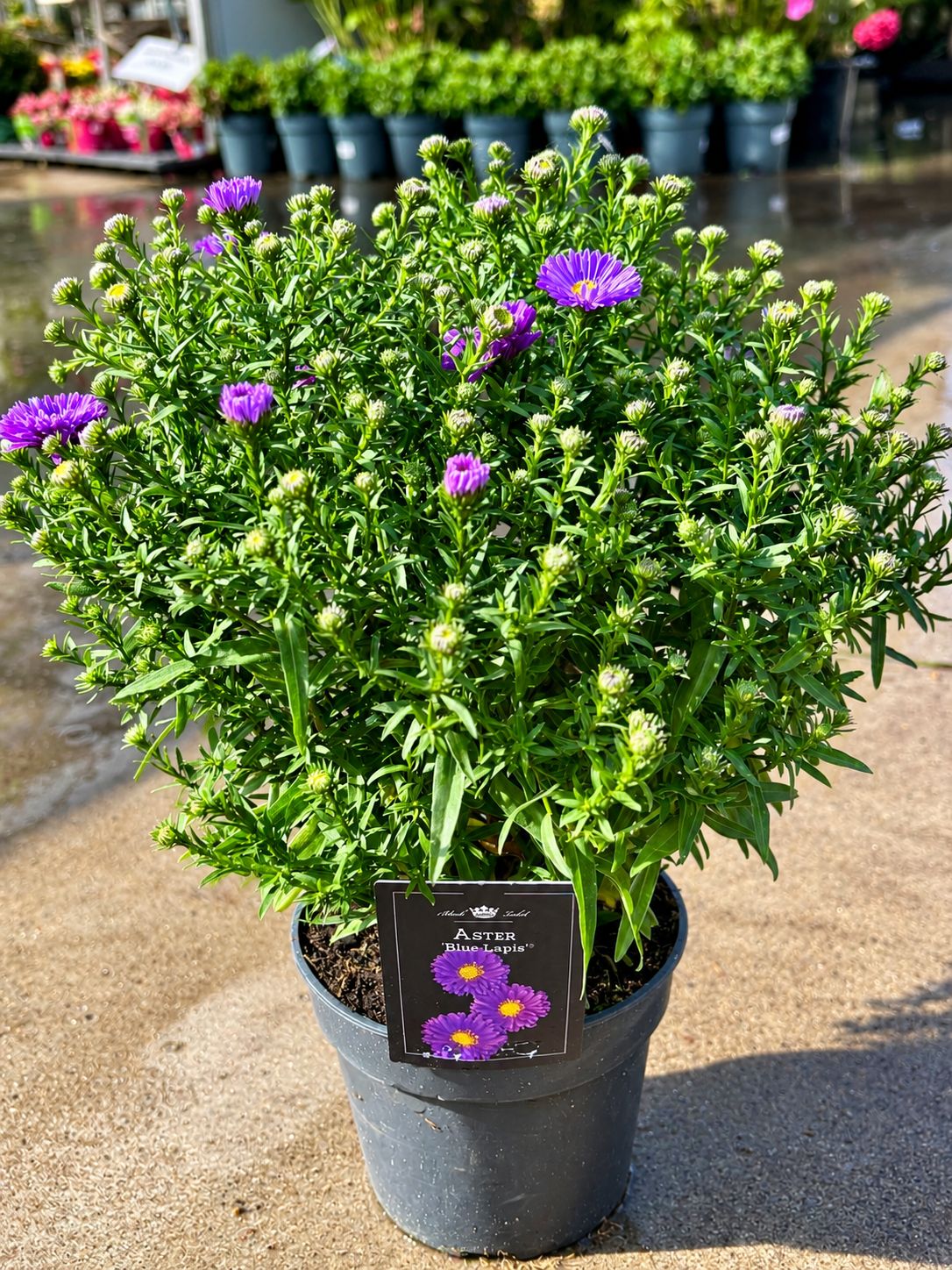 Asters (Aster) OP=OP