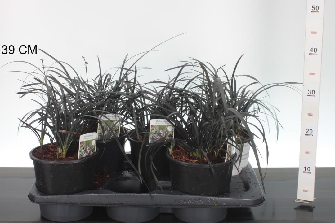 Ophiopogon (Zwart gras) OP=OP Ophiopogon (Zwart gras) OP=OP