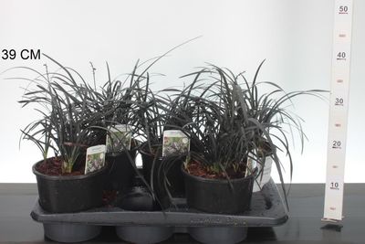 Ophiopogon (Zwart gras) OP=OP
