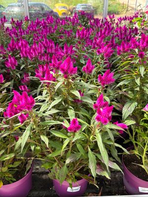 Celosia arg. SP 'Wild Pink' (Pluimhanekam) OP=OP