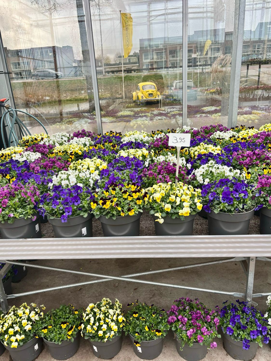 Violen xl potten (viool) OP=OP Violen xl potten (viool) OP=OP