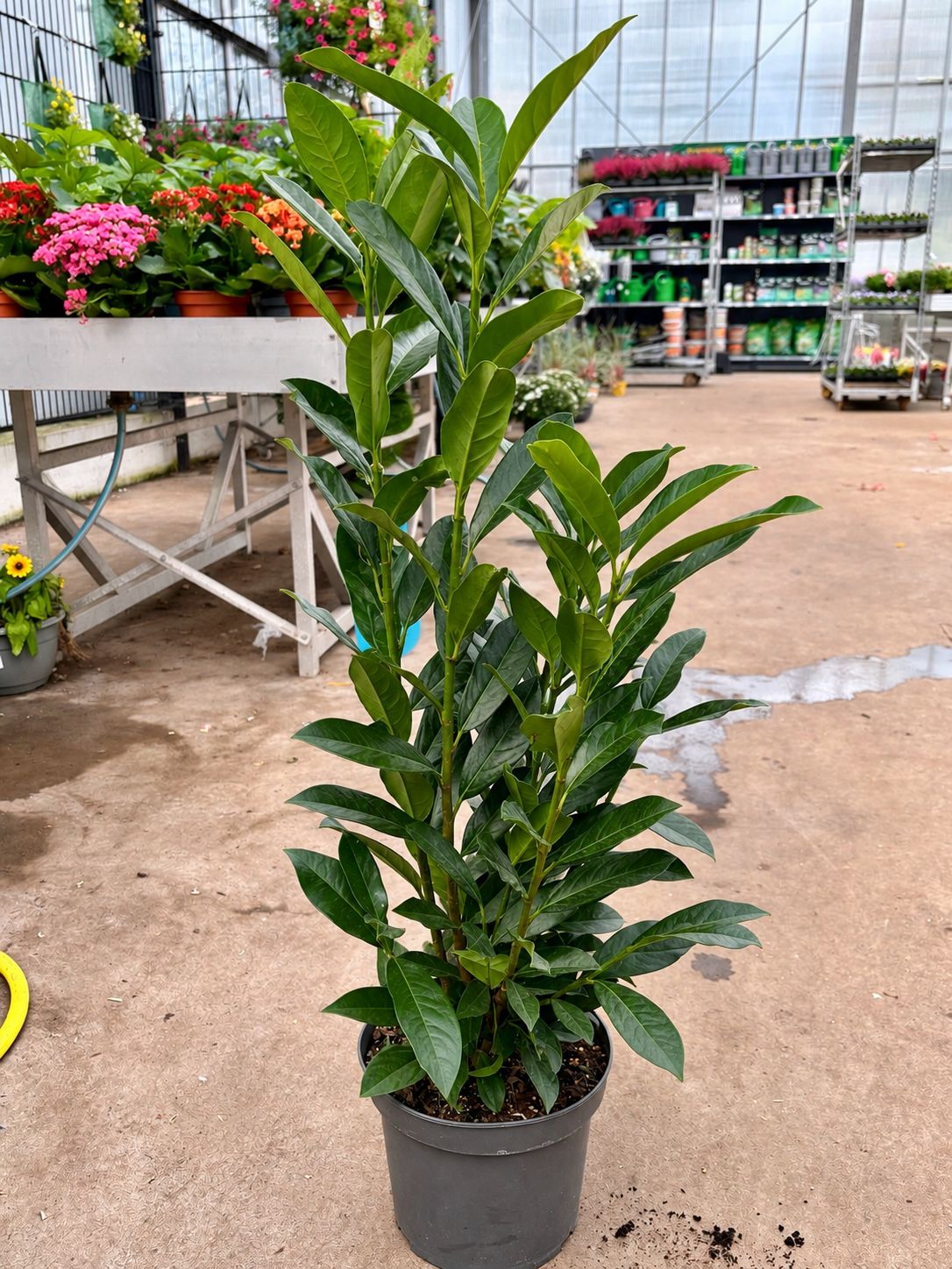 Prunus Caucasica (Laurierkers)  OP=OP