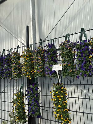 Violen (viool) hangzakken OP=OP