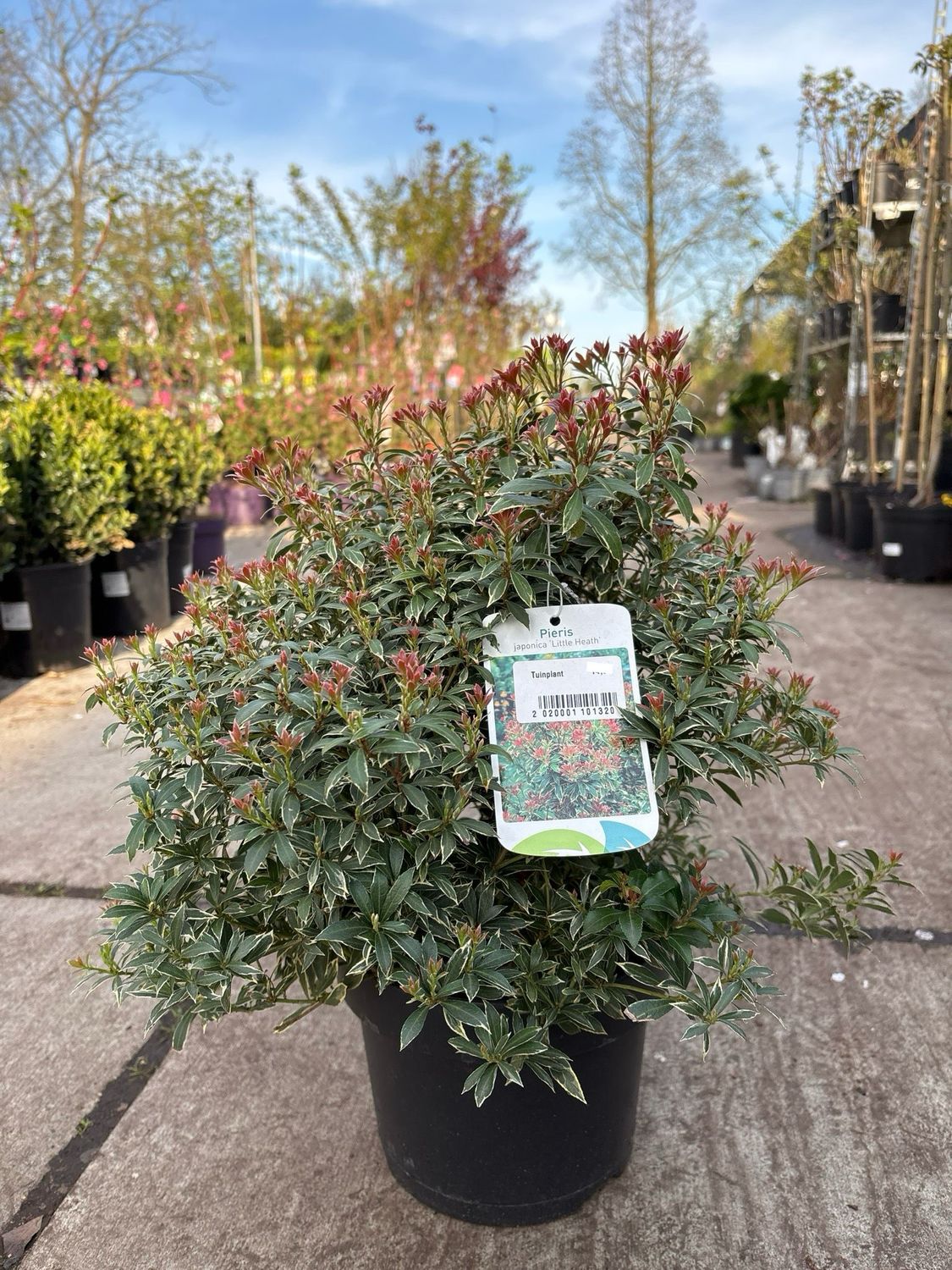 Pieris japonica Little Heath (Rotsheide) OP=OP