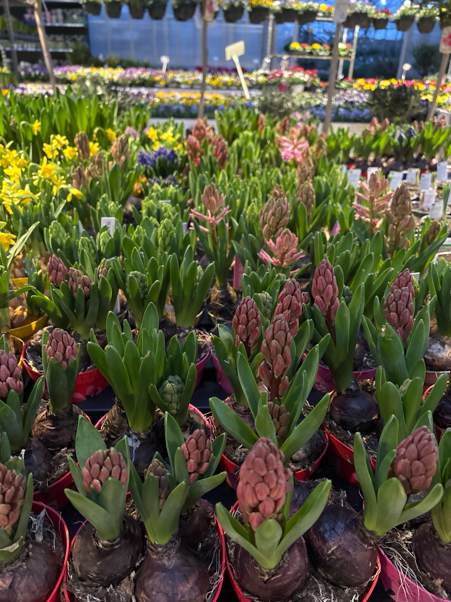 Hyacint bloembollen 3 kleuren 2 voor €1,50 OP=OP