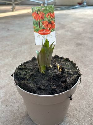 Fritillaria rood bloembollen OP=OP